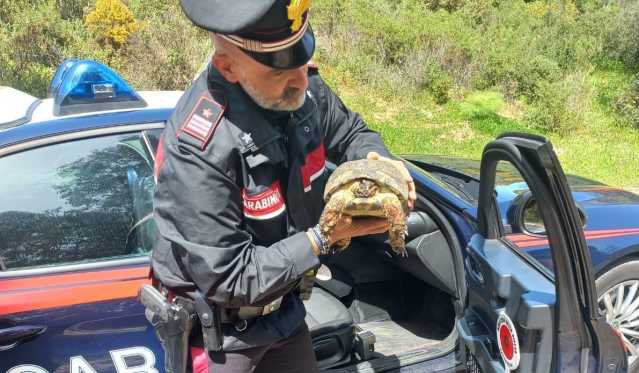 Tartaruga ferita e agonizzante in un canale a Iglesias: salvata dai carabinieri