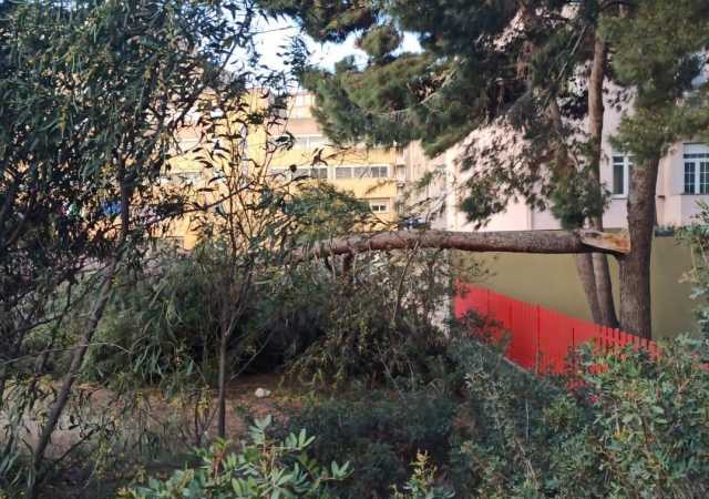 Raffiche di vento su Cagliari, crolla un grosso ramo in via Biasi