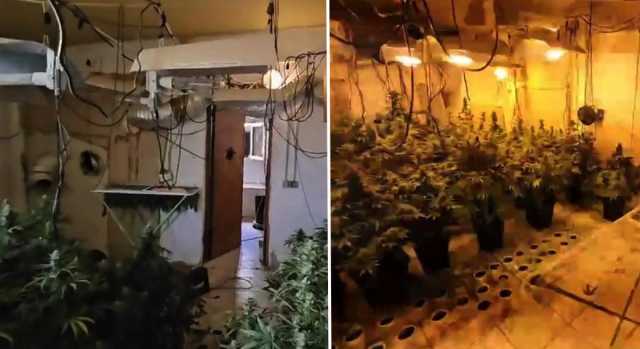 Selargius, scoperte 100 piante di marijuana in un fabbricato: un arresto (video) 
