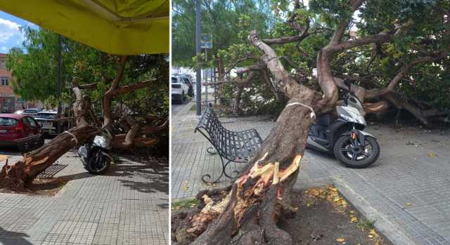 Selargius, albero crolla su un marciapiede: vigili del fuoco al lavoro