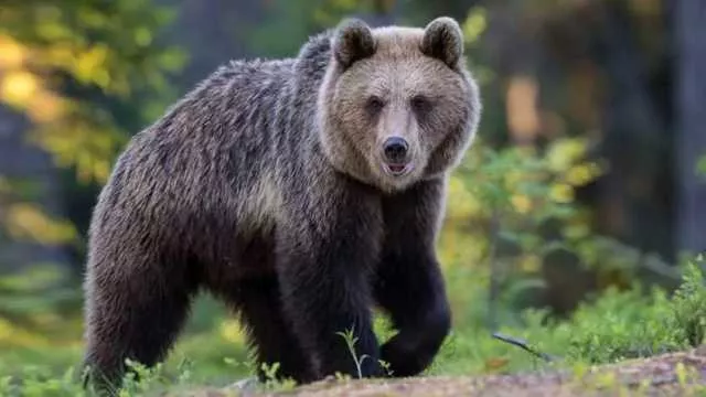 Paura in Trentino, turista aggredito e ferito da un orso