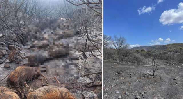 Incendi in Sardegna, inizia la conta dei danni: 300 animali morti e centinaia di ettari in cenere