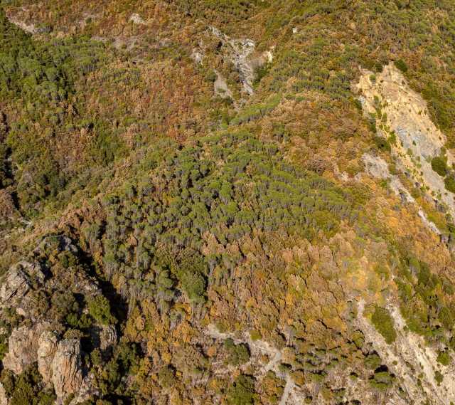 I boschi perdono il verde in Sardegna, gli esperti: 