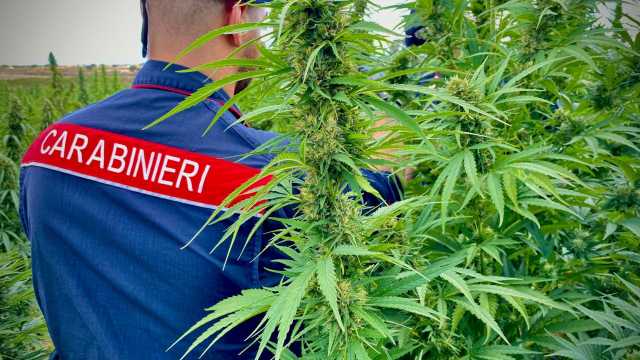 Olzai, scoperta piantagione di marijuana con oltre 1500 piante: arrestato un 39enne