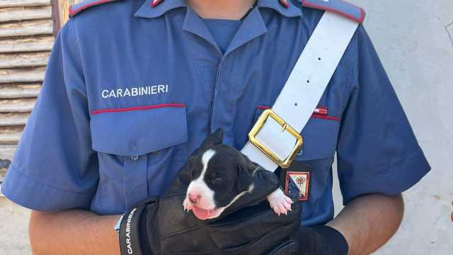 Cani incatenati e malnutriti in mezzo a eternit e rifiuti: la scoperta dei carabinieri a Sinnai