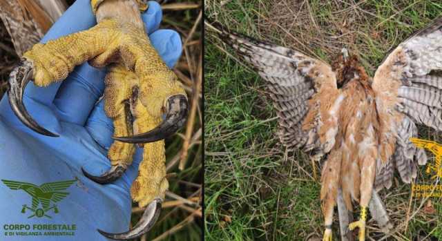 Ozieri, trovata morta un'Aquila di Bonelli: 