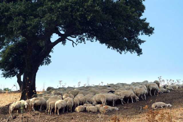 Capo di ovini 