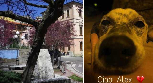 Alex, il cane ucciso