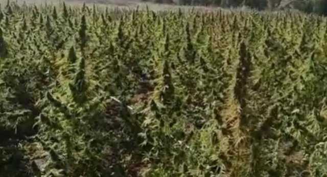 Talana, scoperta maxi piantagione di marijuana: avrebbe fruttato circa 2,5 milioni di euro