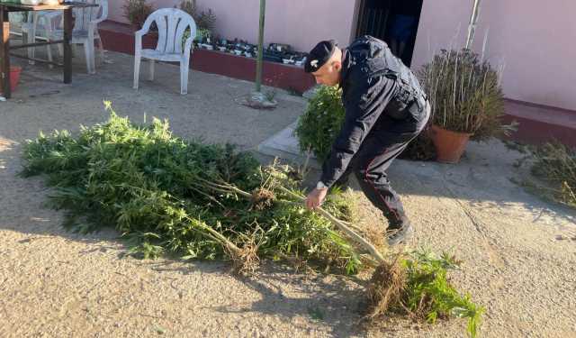 Nel terreno a Sestu una serra con più di 70 piante di cannabis: nei guai zio e nipote