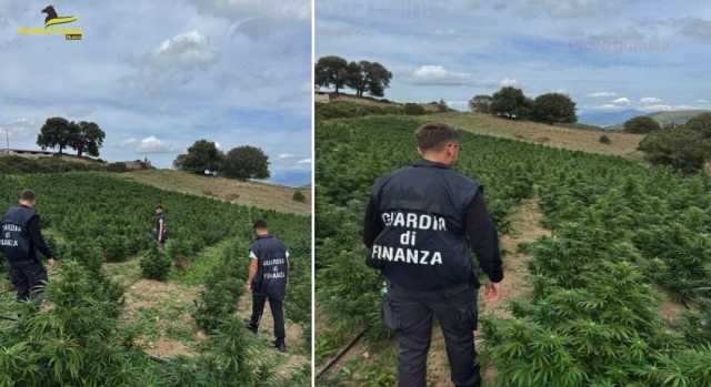 Blitz della Gdf tra Fonni, Mamoiada e Sarule: sequestrate 3500 piante di marijuana