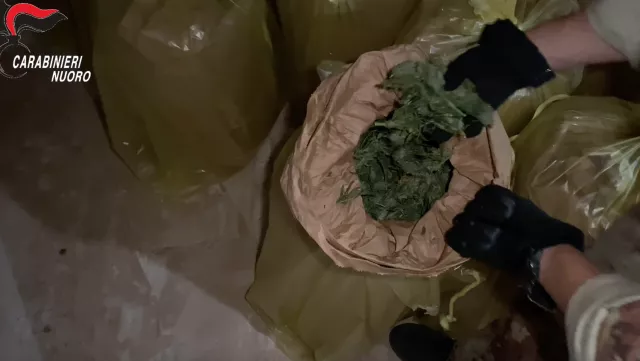 Sarule, sequestrate quasi quattro tonnellate di marijuana (video)