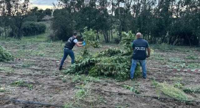 Scoperta piantagione da 2mila piante di cannabis, Thc tra i più alti in Sardegna: un arresto a Benetutti