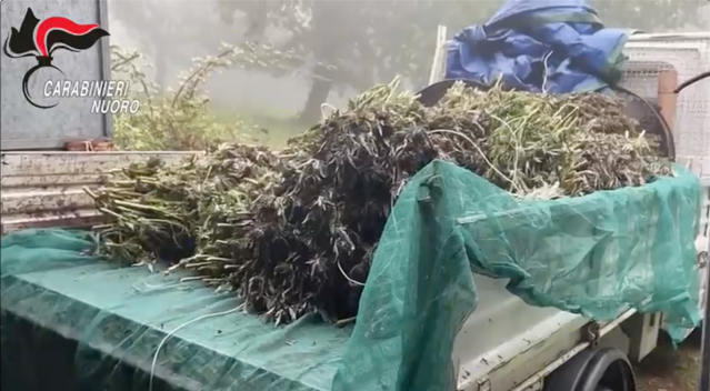 Bortigali, sequestrate 2500 piante di marijuana: tre arresti (video)