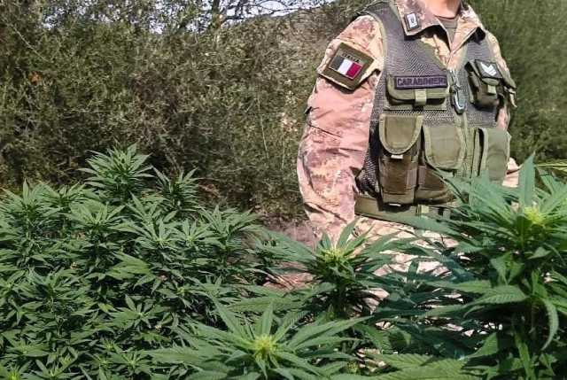 Escalaplano, scoperta una piantagione di marijuana: denunciato un 37enne