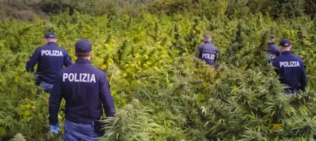 Ollolai, maxi piantagione scoperta in campagna: mille piante, 4,5 tonnellate di cannabis