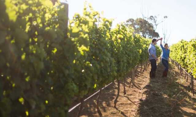 Torna il Festival della Malvasia a Settimo: tre giorni di showcooking, sport e musica