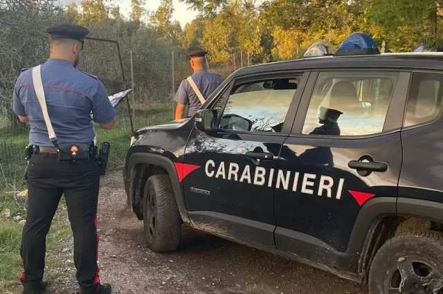 Scoperta una maxi piantagione di cannabis a San Gavino Monreale: arrestato un allevatore