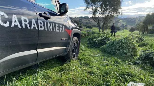 A Orotelli scoperta una maxi piantagione di marijuana da milioni di euro (Video)