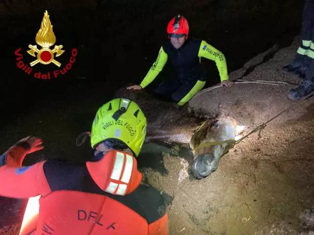 Pula, i vigili del fuoco salvano un cavallo intrappolato in un vascone