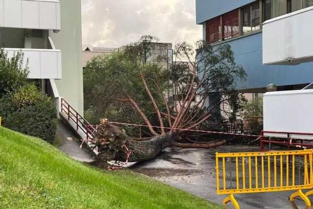 Un pino si spezza e travolge 5 studenti: tutti feriti, uno è in condizioni gravi