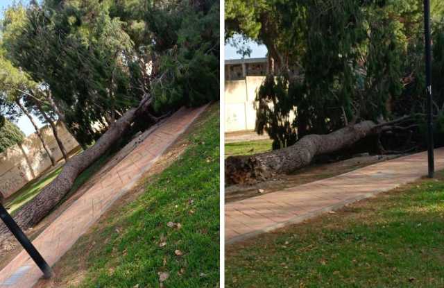 Maltempo, il forte vento fa crollare un grosso albero a Pirri