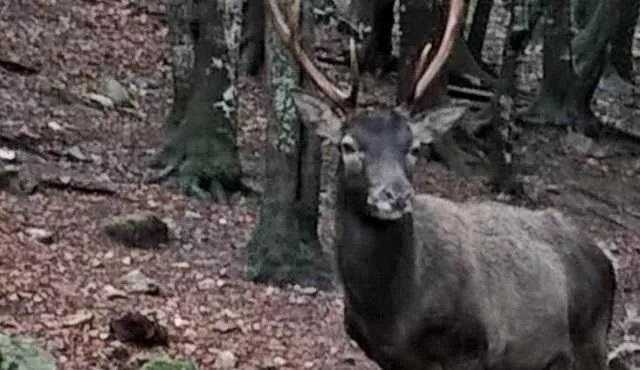 Troppi incidenti causati da cervi e fauna selvatica in Sardegna: la Regione stanzia mezzo milione