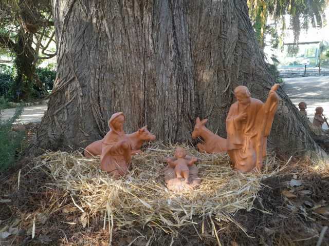 Orto botanico di Cagliari, il presepe asseminese in terracotta all'ombra del Cipresso di palude