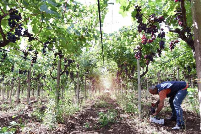 La Commissione europea raddoppia gli aiuti per le aziende agricole: 