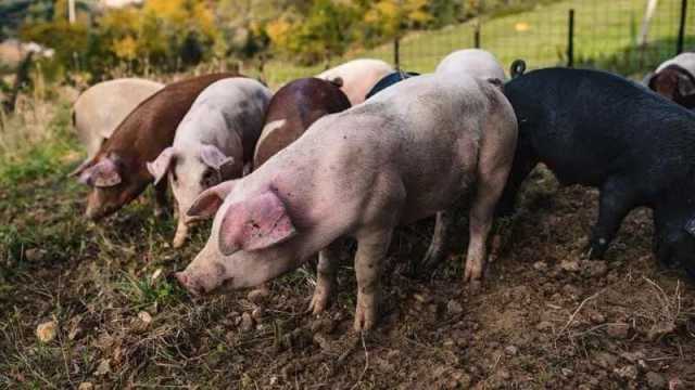 Porcetto sardo verso il riconoscimento del marchio Igp: “Salvaguardiamo 11mila allevamenti”