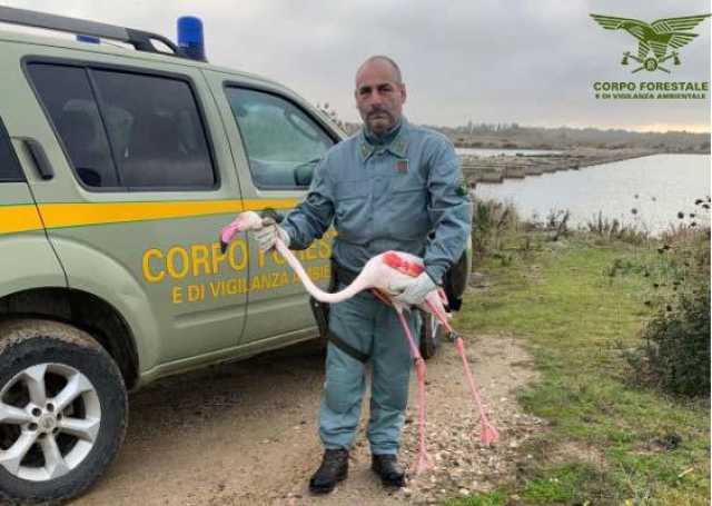 Cabras, fenicottero ferito e deperito salvato dai pescatori e dalla Forestale nello stagno