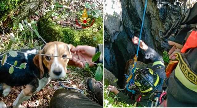 Cane cade in una cavità di 25 metri: vigili del fuoco recuperano il beagle a Nebida