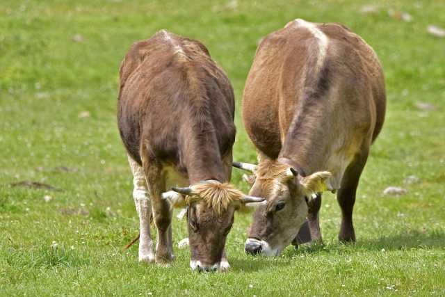 Bovini razza Sardo bruna, firmato l'accordo per la valorizzazione 