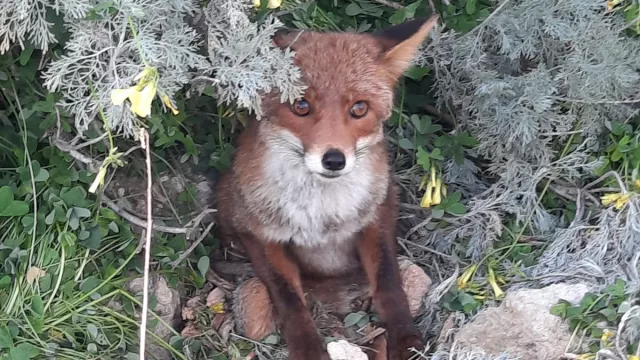 Volpe in difficoltà salvata a Cagliari: era rimasta incastrata e ferita a Santa Gilla 