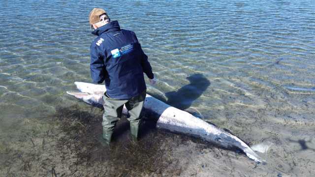 San Giovanni Suergiu, balenottera spiaggiata ritrovata morta sul litorale