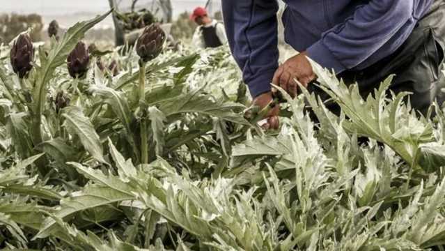 Serrenti, 86enne ruba carciofi e minaccia il proprietario del terreno con un coltello: denunciato