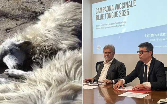 Emergenza lingua blu, a marzo il via alla campagna vaccinale in Sardegna: 