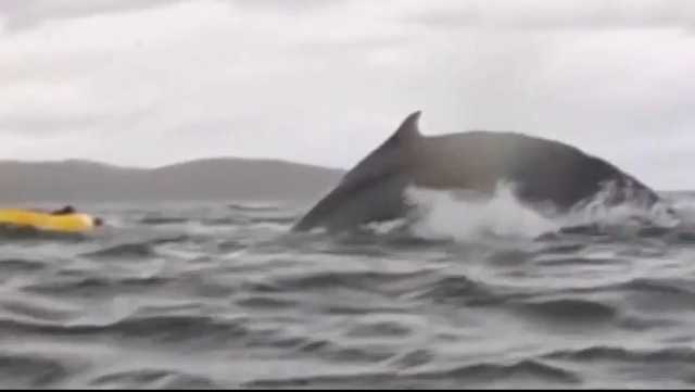 Cile, viene inghiottito vivo da una balena: 24enne esce dall'acqua illeso (video)