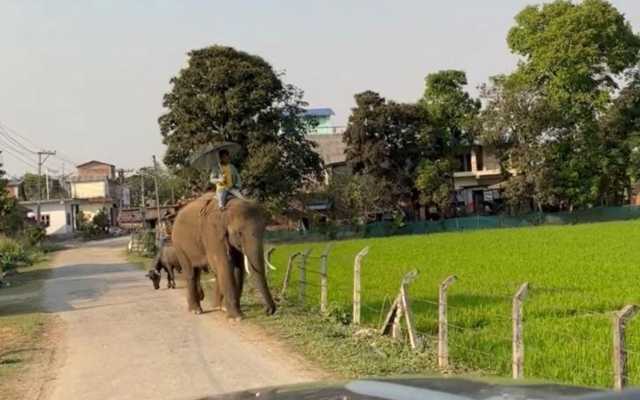 Thailandia, al via il controllo delle nascite per gli elefanti selvatici: arriva la 