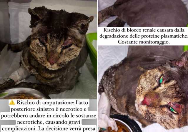 Gattino bruciato vivo a Dolianova: 