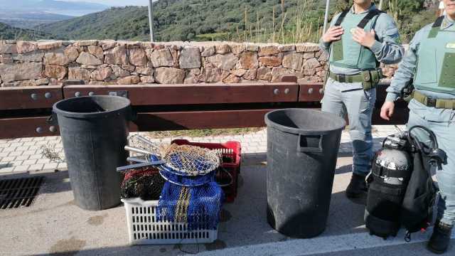 Trinità d’Agultu, in auto con più di 1000 ricci di mare appena pescati (abusivamente): scatta il sequestro