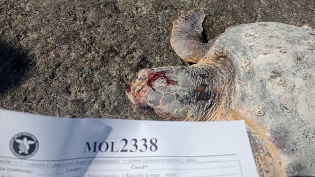 Caretta Caretta Morta