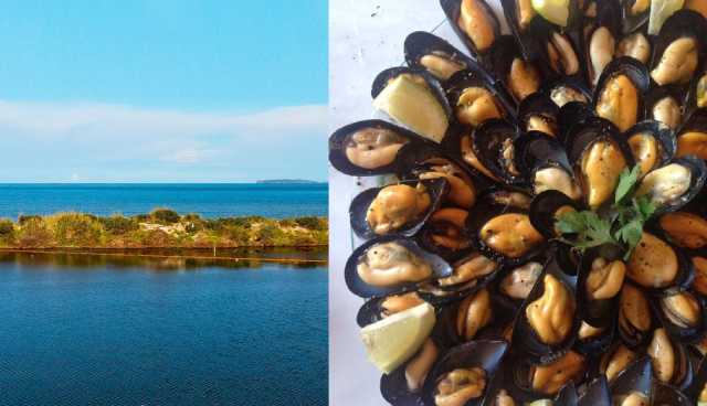 Cozze, la produzione di Nieddittas rischia lo stop: 