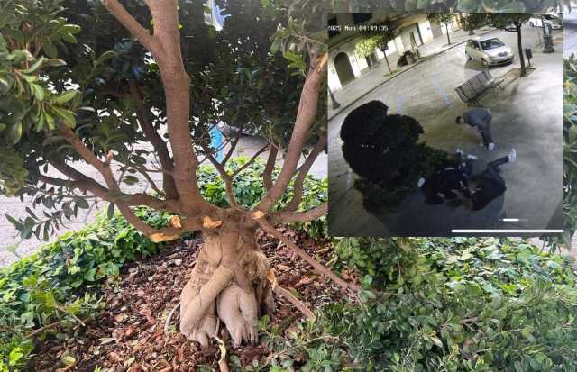 Sassari, distrutto da un gruppo di giovani il ficus di via Roma: 