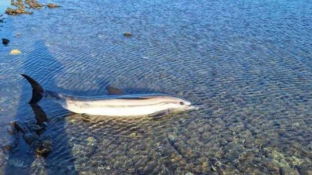 Delfino trovato morto a Stintino: la scoperta in spiaggia