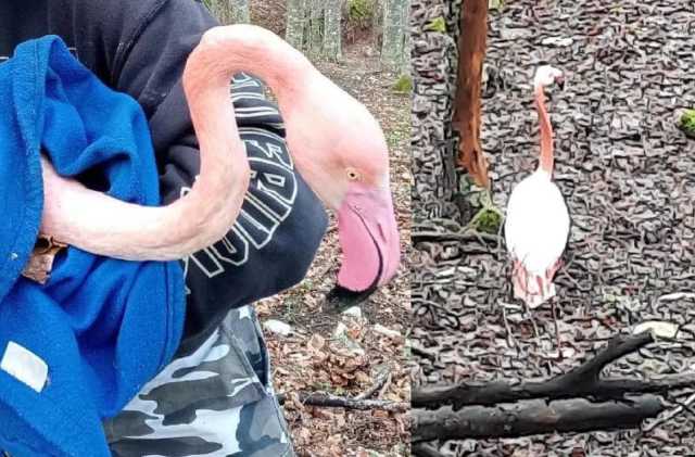 Strormo di fenicotteri rosa si schianta sul monte Catria: la strage nelle Marche