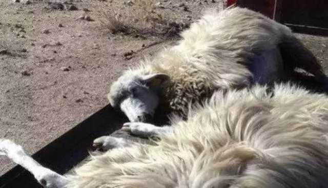 Blue Tongue, arrivano gli indennizzi agli allevatori: 