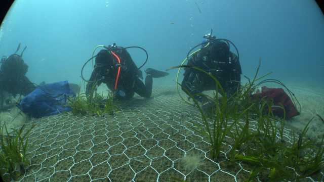 La più grande riforestazione marina nel Mediterraneo si farà a Cala di Volpe (VIDEO)