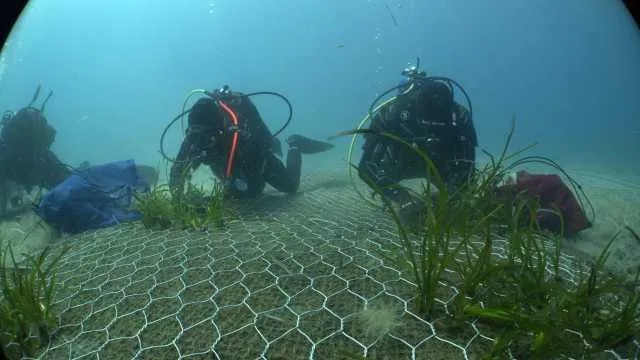 La più grande riforestazione marina nel Mediterraneo si farà a Cala di Volpe (VIDEO)
