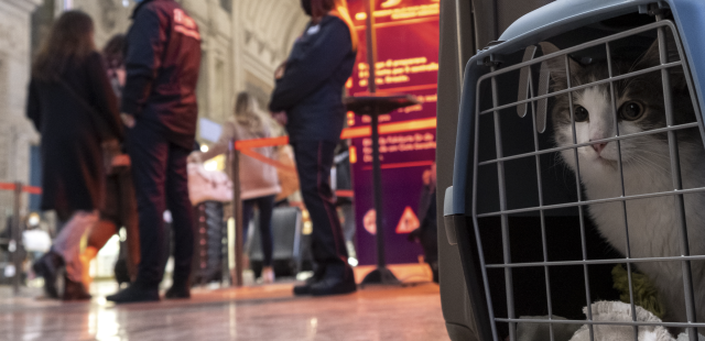 Viaggi in aereo, cani e gatti potranno stare in cabina insieme ai proprietari 